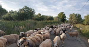 Ένωση Αγρινίου – Βιολογική Κτηνοτροφία: Ξεκίνησαν πληρωμές και στην Αιτωλοακαρνανία