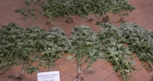 Αγρίνιο: Συνελήφθη για ηρωίνη ενώ στο σπίτι του καλλιεργούσε δενδρύλλια