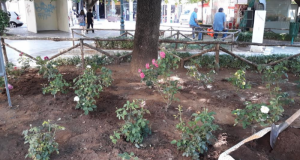 Δήμος Αγρινίου: Φυτεύσεις στην πλατεία Τσακανίκα και Παναγοπούλου (Φωτό)