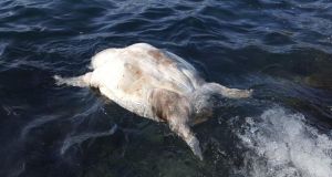 Νεκρή χελώνα Καρέτα-Καρέτα στο Λουτράκι στην θαλάσσια περιοχή του Αμβρακικού