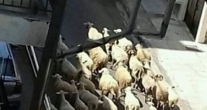Πρόβατα ψάχνουν τροφή στους δρόμους του Αγρινίου (Βίντεο)