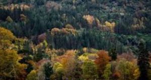 Το 40% των ειδών δένδρων στην Ευρώπη απειλούνται με εξαφάνιση