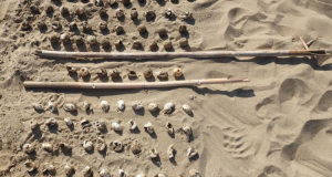 «Εκσκαφές φωλιών χελώνας Caretta Caretta από τον Φ.Δ./Λ.Μ.-Α.Ο. – Τα…
