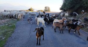 Δήμος Αγρινίου: Διαχείριση ανεπιτήρητων παραγωγικών ζώων