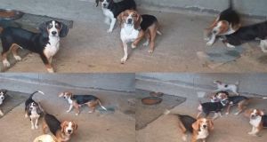 Ναύπακτος: Καταγγελία για κακοποίηση και παράνομη πώληση σκύλων