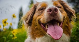 Λεϊσμανίαση: Γιατί πρέπει να ελέγχονται οι σκύλοι κάθε φθινόπωρο