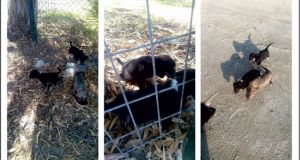 Τρία σκυλάκια στην Μπούκα ζητούν ανάδοχο