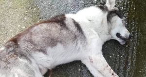 Σκληρές εικόνες στο Μεσολόγγι: Φόλιασαν σκύλο και του έβγαλαν τα…
