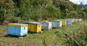 Π.Ε. Αιτωλοακαρνανίας: Προθεσμία δήλωσης διαχείμασης των μελισσών