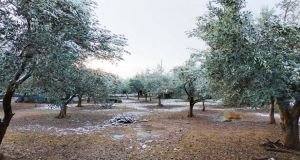 Ένωση Αγρινίου: Χειμερινή προστασία στα ελαιόδεντρα