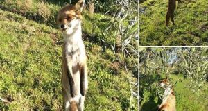 Σπολάιτα Αγρινίου: Φρικτές εικόνες από το κρέμασμα της αλεπούς (Φωτό)