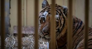 Αίσιο τέλος για πέντε τίγρεις που επέζησαν από το «ταξίδι…