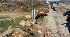 Μεσολόγγι: Αγροτικό παρέσυρε κοπάδι με πρόβατα (Σκληρές εικόνες)