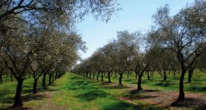 Μέθοδοι Γεωργίας Ακριβείας στην Ελαιοκαλλιέργεια- Τα πρώτα αποτελέσματα από την…