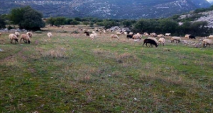 Εισόδημα των παραγωγών και τη βιωσιμότητα της κτηνοτροφίας στην Αιτωλ/νία