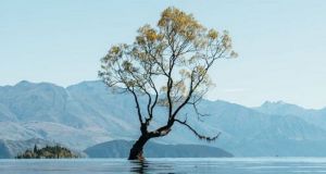 Βάνδαλοι «επισκέφθηκαν» ένα από τα πιο αναγνωρίσιμα δέντρα του πλανήτη