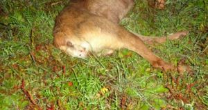 Παναιτώλιο: Σκύλος βρέθηκε νεκρός από βλήματα κυνηγητικού όπλου (Σκληρές εικόνες)