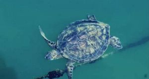 Στην Αμφιλοχία ζει η πιο σπάνια θαλάσσια χελώνα στην Ελλάδα