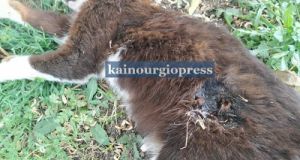 Αγρίνιο-Κτηνωδία: Μαρτυρικός θάνατος για γάτα, την πυροβόλησαν με αεροβόλο όπλο…