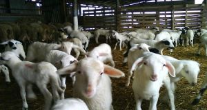 Ένωση Αγρινίου: Προς παράταση μέχρι 31/12/20 για τις κτηνοτροφικές εγκαταστάσεις
