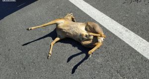 Νεκρό νεαρό ζαρκάδι στην Αμφιλοχία-Τα άγρια ζώα κατέβηκαν στον αστικό…