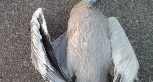 Μεσολόγγι: Νεκρά πτηνά από πρόσκρουση σε ηλεκτροφόρα καλώδια (Φωτό)