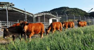 Ένωση Αγρινίου: Άδειες κτηνοτροφικών εγκαταστάσεων