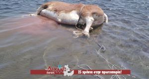 Αγελάδα ξεβράστηκε στην Τουρλίδα!!!