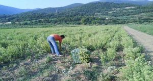 Ένωση Αγρινίου: Από 9 έως 15 Ιουλίου οι ενστάσεις για…