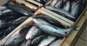 Προσφορά ψαριών στο Κοινωνικό Παντοπωλείο Θέρμου