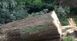 Ευρυτανία: Νεκρός άνδρας που καταπλακώθηκε από κορμό δέντρου