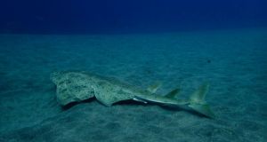 Κινδυνεύουν με εξαφάνιση οι αγγελοκαρχαρίες του Αιγαίου