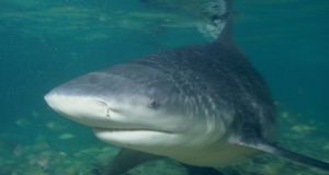 Φλόριντα: Αστυνομικός εκτός υπηρεσίας έσωσε αγοράκι από τα σαγόνια καρχαρία…