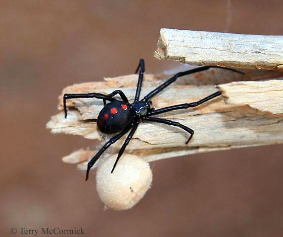 Μαύρη αράχνη: Αγωνία για το βρέφος από την Αμφιλοχία