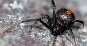 Aμφιλοχία: Τρόμος από τα τσιμπήματα της Μαύρης Αράχνης – Στη…