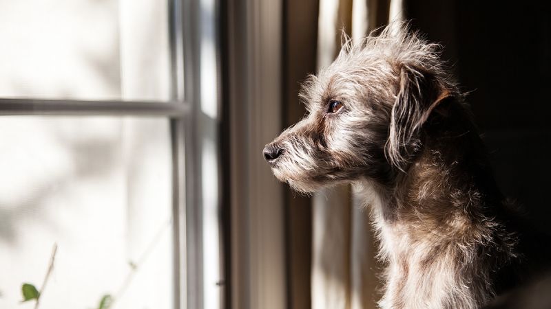 Δακρύζει ο σκύλος από στεναχώρια; Μύθος ή πραγματικότητα