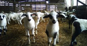Ένωση Αγρινίου: Προθεσμία έκδοσης άδειας κτηνοτροφικών εγκαταστάσεων