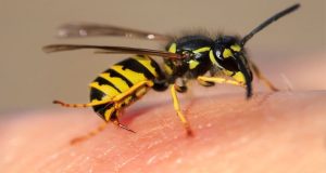 Βόνιτσα: Κινητοποιήθηκε το Ε.Κ.Α.Β. για τσίμπημα σφήκας