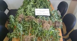Η αστυνομία για τη σύλληψη του καλλιεργητή ναρκωτικών στο Βάλτο