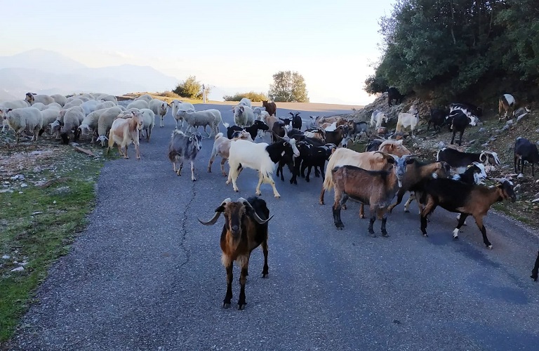 Ένωση Αγρινίου: Λοιμώδης αγαλαξία αιγοπροβάτων