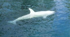 Λευκή φάλαινα-δολοφόνος εντοπίστηκε στην Αλάσκα