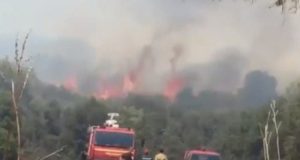 Καινούργιο: Κάηκε μισό στρέμμα χορτολιβαδικής έκτασης και πέντε ελαιόδεντρα