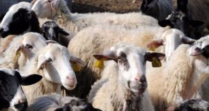 Ένωση Αγρινίου: Ανακοίνωση για προσκόμιση δικαιολογητικών από αιγοπροβατοτρόφους