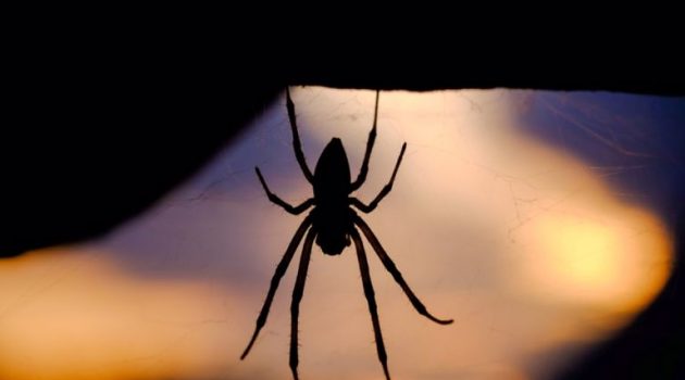 Νοσοκομείο Ρίου: Κινδυνεύει ασθενής από τσίμπημα μαύρης αράχνης