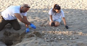Φ.Δ./Λ.Μ.-Α.Ο.: Γεννητούρια χελωνών Caretta σε Λούρο και Κοκκάλα
