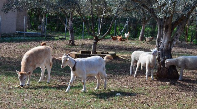 Ένωση Αγρινίου: Ενημέρωση για την παραφυματίωση στα αιγοπρόβατα