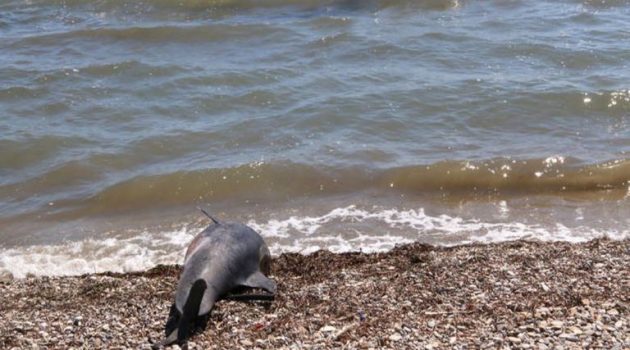 Νεκρό δελφίνι ξέβρασε η θάλασσα στο Σκάλωμα Δωρίδας (Photos)