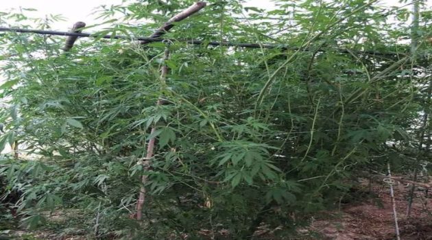 Αγρίνιο: Σύλληψη 36χρονου για καλλιέργεια δενδρυλλίων κάνναβης