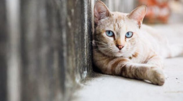 Φόλα σε έξι γάτες στην οδό Ιεροθέου στην Πάτρα