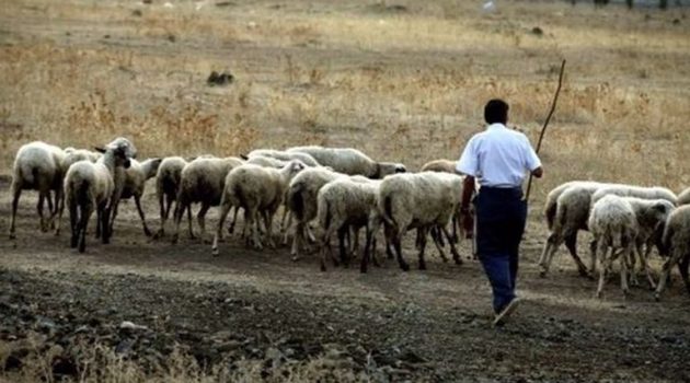 Α.Κ.Κ.ΕΛ.: Πήραν πίσω τα λεφτά που έδωσαν ενίσχυση στους κτηνοτρόφους
